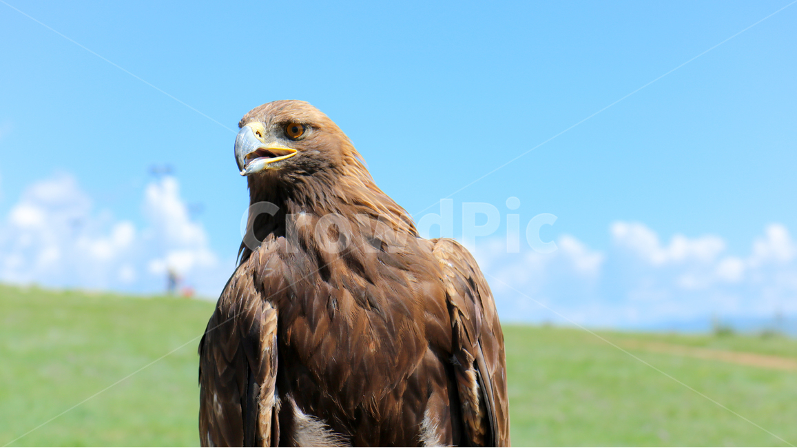 독수리,하늘,구름,초원,자연,새,eagle,bird,동물,animal,조류,새,birds