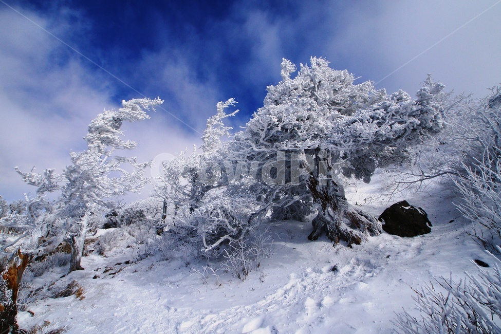 덕유산,설경,푸른하늘,눈,상고대,무주,주목,겨울,계절,winter,season,자연,풍경,nature,landscape,outdoors,옥외