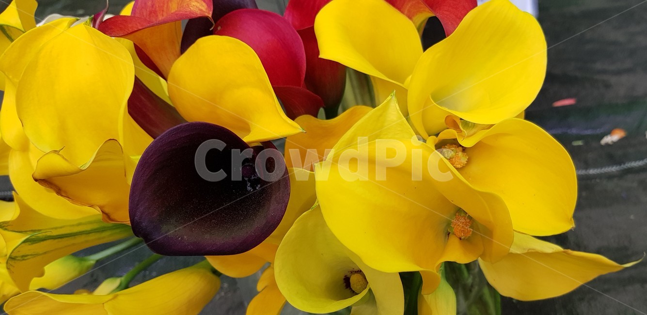 plant,식물,flower,꽃,노랑