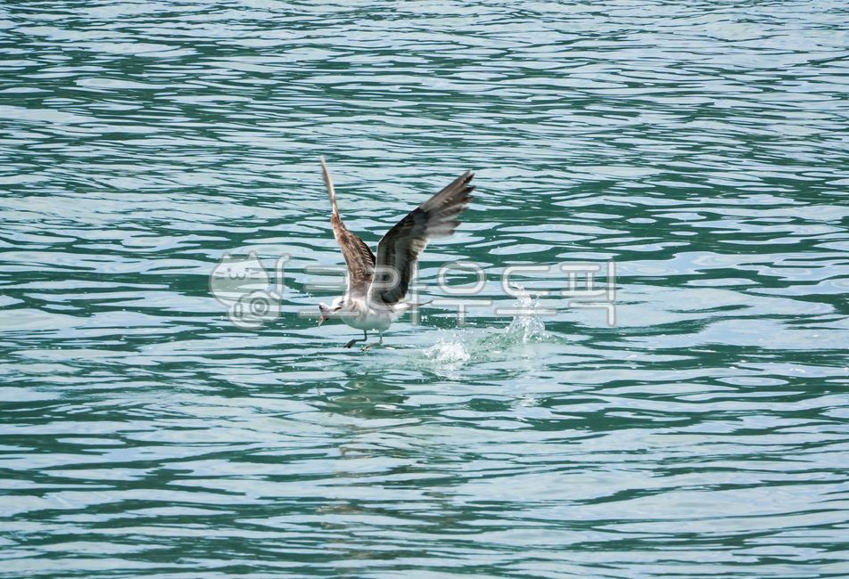 동물,갈매기,왜가리,먹이사냥,먹잇감,부리,물,바다,수면,물고기,다이빙,순간,날렵한,날샌,민첩성,바다새,조류,먹이사슬,해변,야생,야생동물,물장구,날개,날개짓,비상