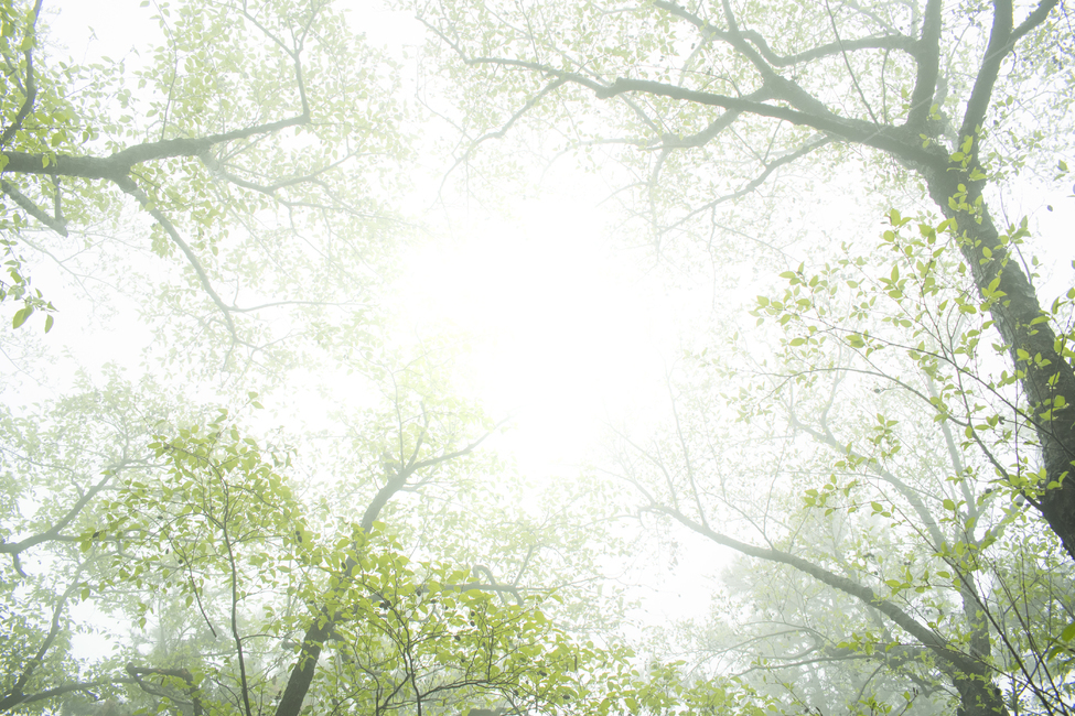 light,빛,flare,플레어,plant,sunlight,초목,vegetation,햇빛,nature,자연,outdoors,옥외,land,숲,나무,삼림지,woodland,grove,작은숲,안개숲,안개,새벽,희미한,하늘,자연,풍경,nature,landscape