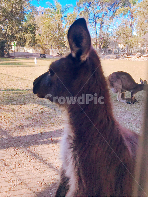 왈라비,wallaby,동물,animal,캥거루,동물원,zoo