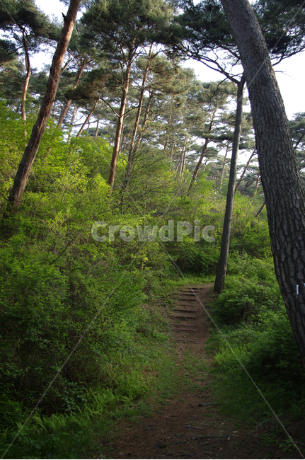나무,숲,식물,plant,풍경,길,자연,풍경,nature,landscape,tree,path,통로,vegetation,초목,forest,woodland,삼림지,land,땅,outdoors,옥외