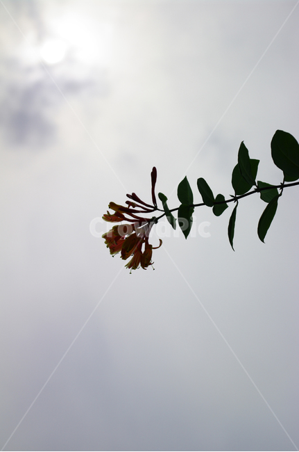 꽃,식물,flower,plant,하늘,식물,자연,plants,nature,꽃,flower