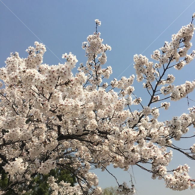 벚꽃,봄,나무,자연,nature,cherryblossom