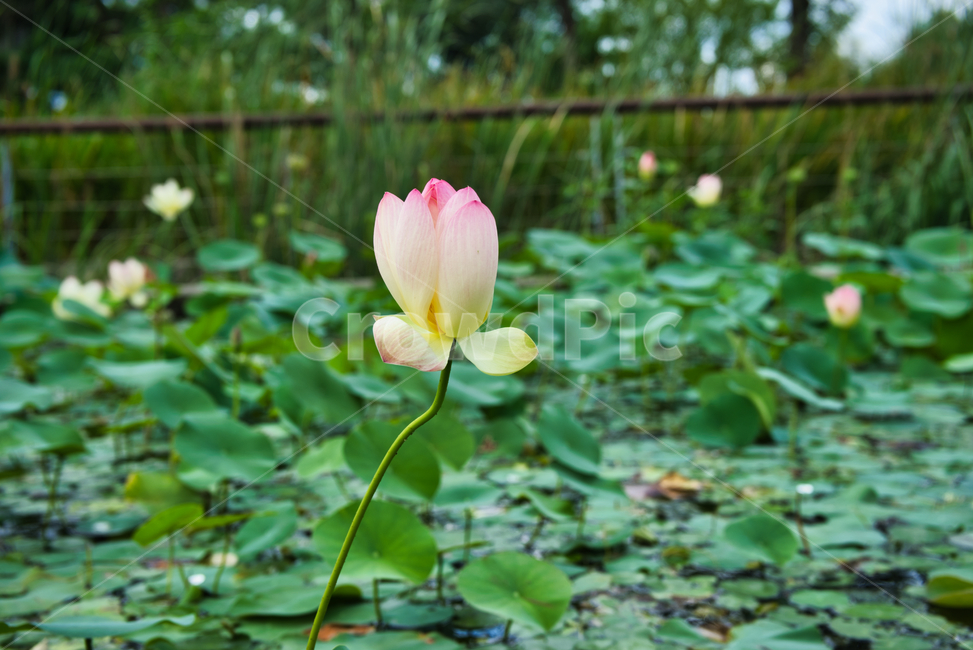 연꽃,연잎,수생식물,수질정화식물,식물,꽃,flower,bloom,pinkcolor,leaves,plant,environment,식물,자연,plants,nature