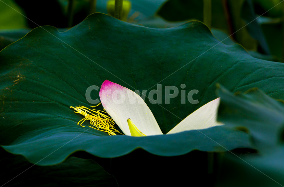 연꽃,연잎,문양,낙화,무늬,식물,자연,plants,nature,꽃,flower