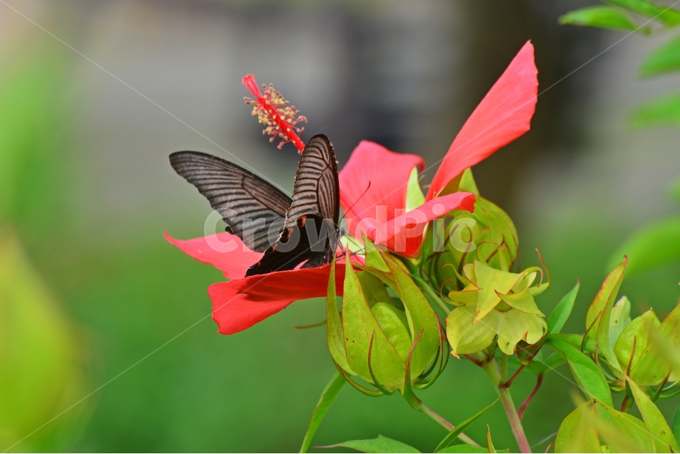 plant,식물,blossom,flower,꽃,피마자꽃,나비,호랑나비