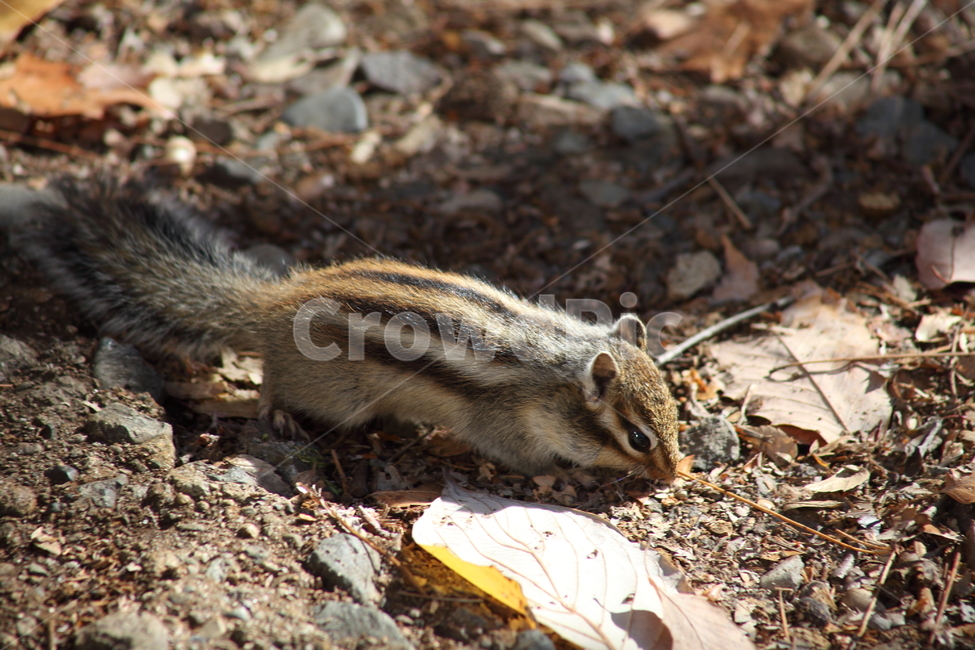 야생동물,다람쥐,줄무늬다람쥐,동물,squirrel,chipmunk,한국다람쥐,Siberianchipmunk,가을,계절,fall,autumn,season,동물,animal,포유류,mammal