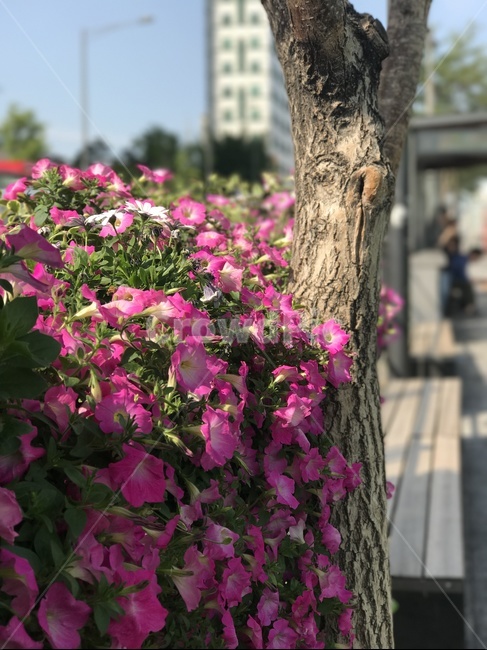 꽃,나무,풍경,자연,flower,tree