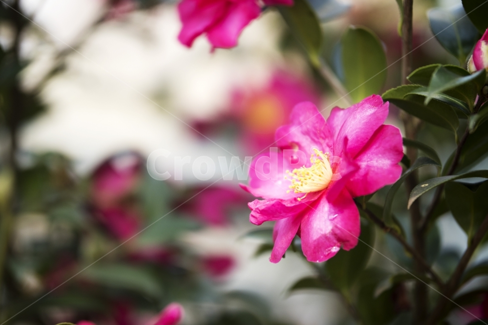 동백나무,동백꽃,동백,겨울동백,제주도동백,식물,자연,plants,nature,꽃,flower,감성,sensible,feeling