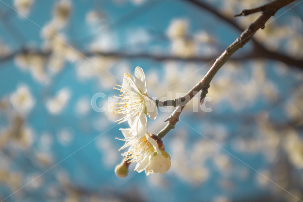 벚꽃,blossom,flower,꽃,봄,나무,spring,tree,산뜻함,싱그러움,설레임