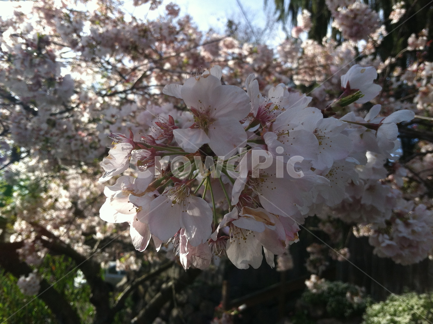 plant,식물,blossom,꽃,cherryblossom,벚꽃,flower,spring,봄,식물,자연,plants,nature,꽃,flower