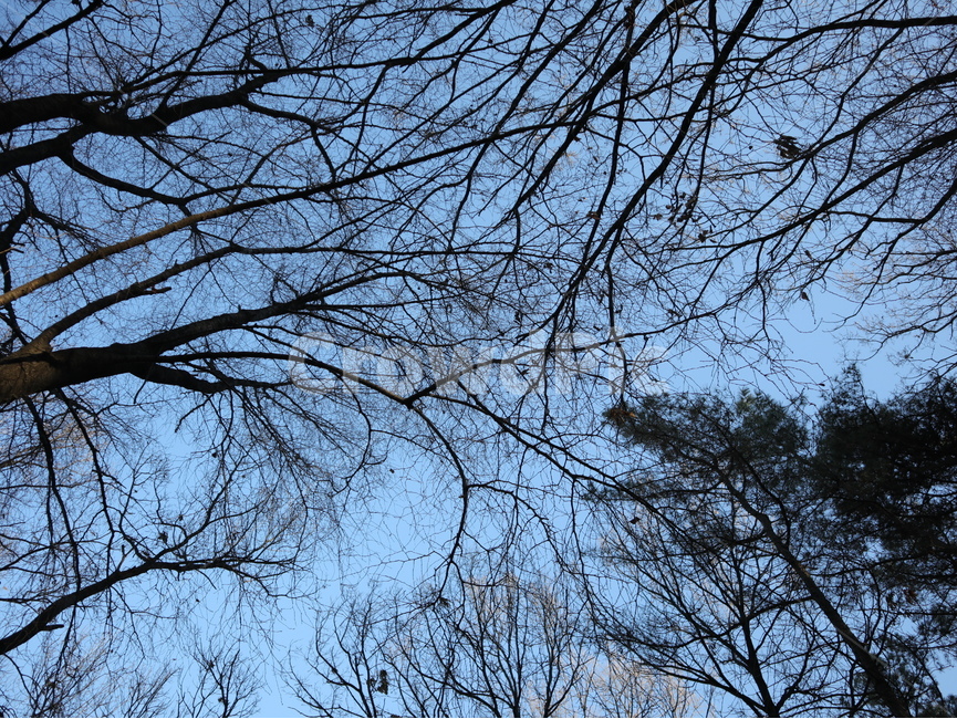 나무,하늘,나뭇가지,파란,맑음,tree,자연,풍경,nature,landscape,plant,식물,tree trunk,나무 줄기