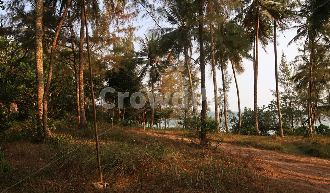 야자나무,나무,야자수,푸꾸옥,바다,섬,아일랜드,길,흙길,여유로운,평화로운,tropical,beautiful,sky,summer,tree,beach,outdoor,background,palmtree,palmtrees
