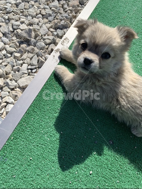 강아지,푸들,시골개,귀여운,개