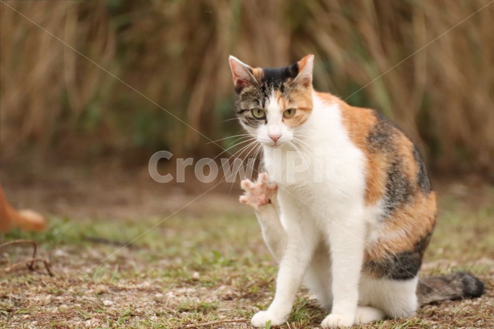 고양이,길고양이,야생고양이,손인사,발톱,animal,cat,동물,animal,포유류,mammal,고양이,cat,kitten,kitty