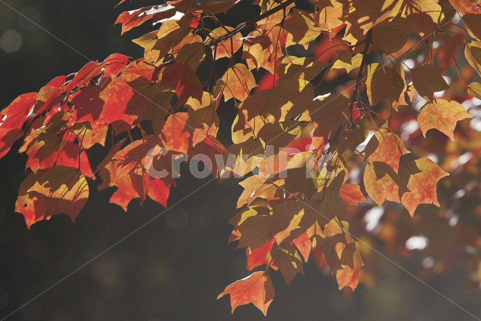 plant,잎,나무,단풍,tree,가을,계절,fall,autumn,season,식물,leaf,maple