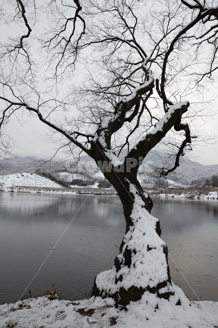 겨울호수,느티나무,겨울나무,반곡지,호수,겨울,계절,winter,season,식물,자연,plants,nature,나무,trees,wood