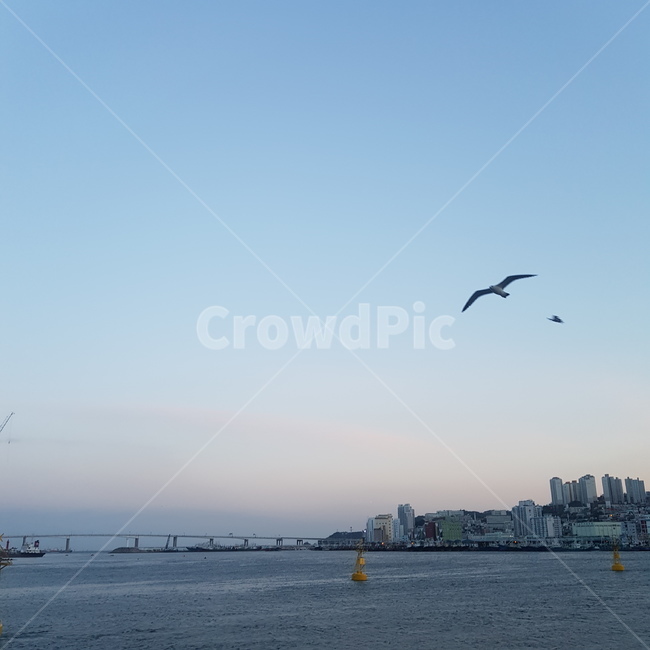 바다,하늘,갈매기,부산,자갈치,busan,sea,sky,cloud,commongull,bird