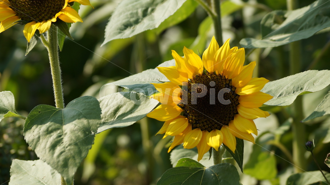 해바라기,꽃축제,식물,꽃길,자연,식물,자연,plants,nature,꽃,flower