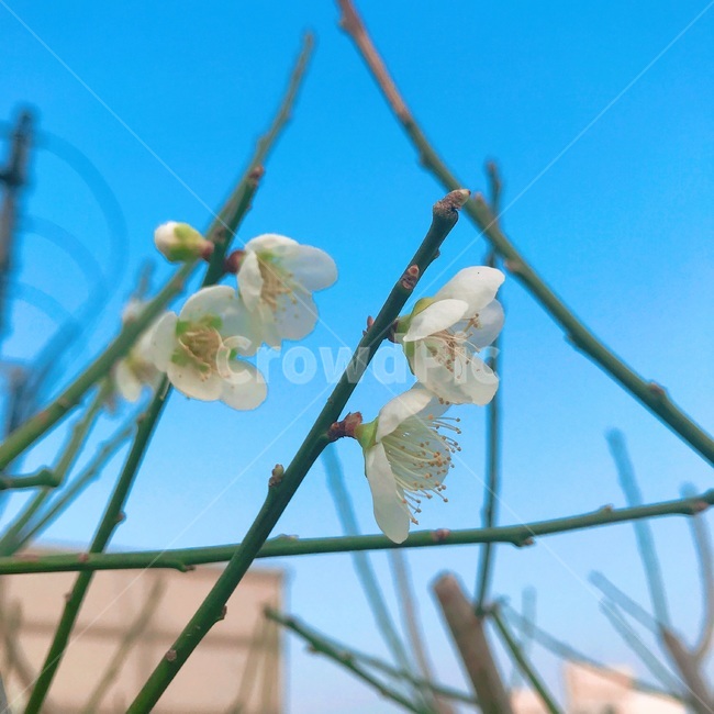 봄,벚꽃,하늘,꽃,Spring,Flower,Sky,Sakura,청량,맑음,봄,계절,spring,season,식물,자연,plants,nature,꽃,flower,plant