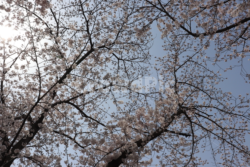 꽃,벚꽃,flower,봄,spring,cherryblossom,tree,나무,하늘,sky,자연,식물,벚나무,꽃나무,4월,봄,계절,spring,season,식물,자연,plants,nature,꽃,flower,나무,trees,wood,plant,blossom