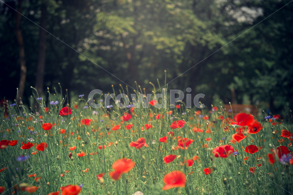 꽃,꽃밭,붉은꽃,양귀비,양귀비꽃,보라꽃,보라색,빨간색,초록색,flower,red,green,식물,자연,plants,nature,꽃,flower