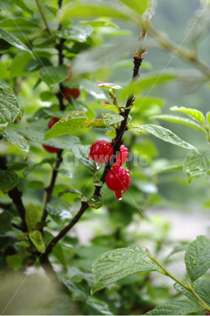 앵두,나무,잎,물방울,식물,plant,식물,자연,plants,nature,과일,열매,fruit
