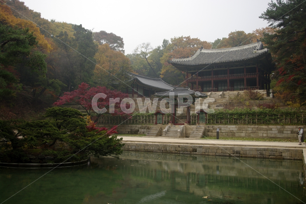 창덕궁후원,주합루,부용지,고궁,건축,전통건축,traditional,전통,가을,fall,나무,식물,plant,단풍,가을,계절,fall,autumn,season,한국전통,한국문화,korean traditional,korean culture,랜드마크,landmark,tourist attraction,한국랜드마크,한국관광지,한국명소,korea landmark,korea tourist attraction,건축물,건물외관,exterior,building,structure,architecture,construction,pagoda,탑,temple,신전,worship,예배,건물,shrine,신사