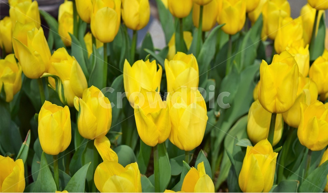 꽃,꽃들,자연,아름다움,장식,노랑,노란색,배경화면,flowers,flower,nature,beautiful,bright,decoration,background,floral,yellow,식물,자연,plants,nature,꽃,flower