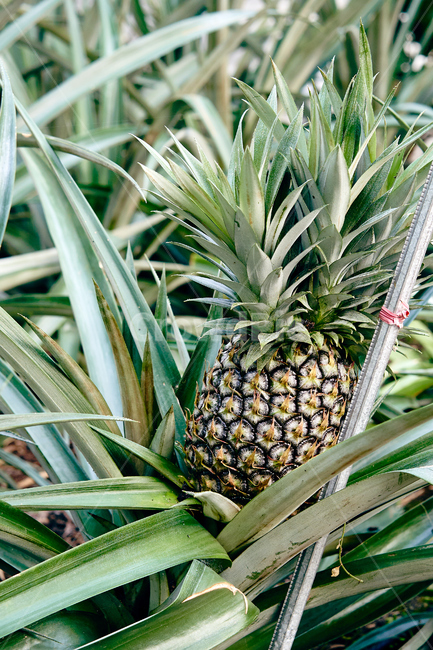 plant,식물,fruit,과일,pineapple,음식,food,과일,열매,fruit