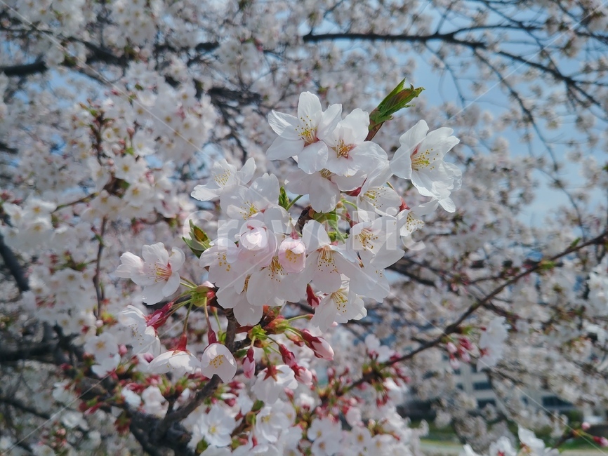 벚꽃,꽃잎,봄,벚잎,벚,벚나무,식물,자연,plants,nature,꽃,flower