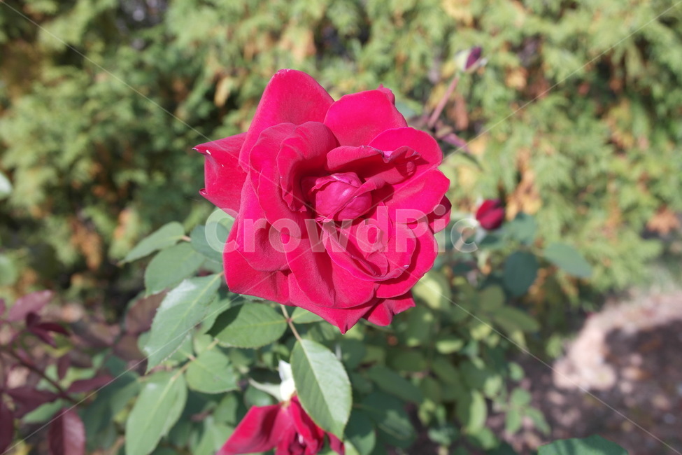 flower,꽃,식물,정원,공원,봄,봄꽃,장미,장미꽃,빨간색,빨간꽃,rose