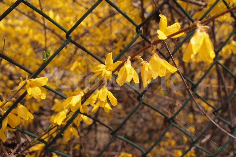 봄,개나리,노란색,계절,꽃,식물,봄,계절,spring,season,식물,자연,plants,nature,꽃,flower,plant,leaf,잎