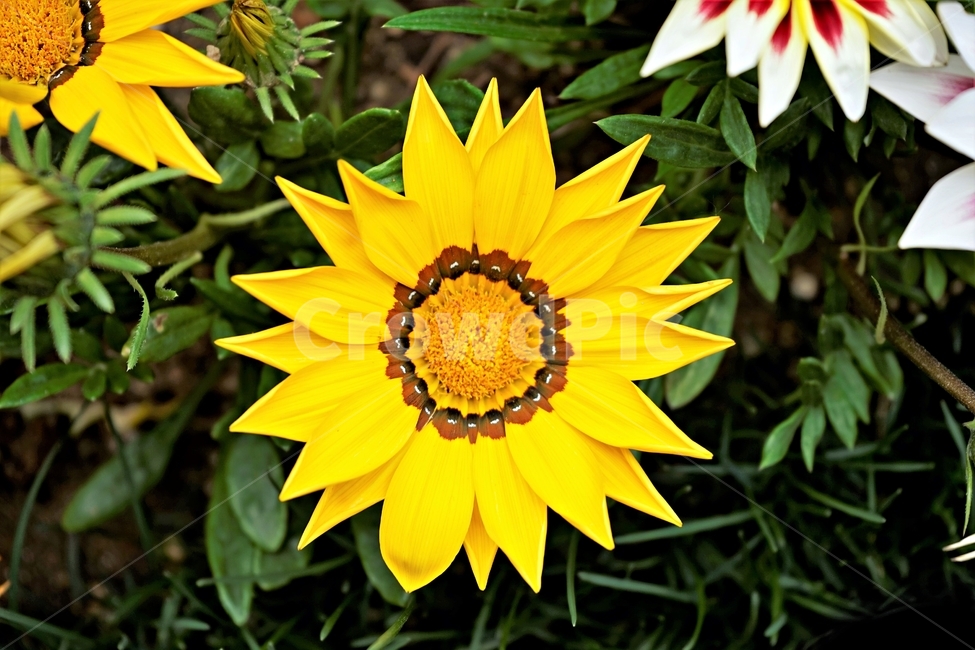 가자니아,국화과,훈장국화,태양국,원예,봄,꽃,식물,자연,flower,floral,gazania,남아프리카원산