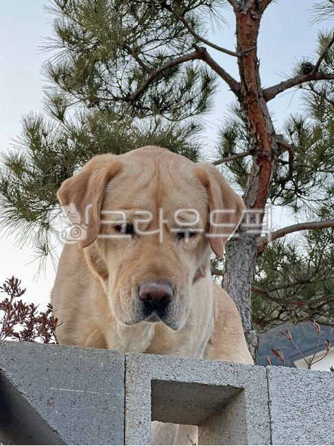 animal,동물,dog,개,래브라도리트리버,labradorretriever,애완동물,pet,강아지,래브라도,리트리버