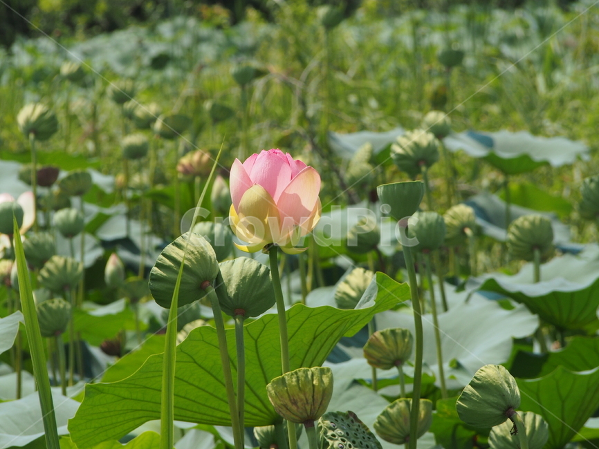 식물,flower,꽃,연꽃,plant