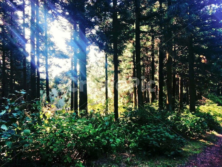 숲,몽환적인,숲속,산,풀숲,제주도