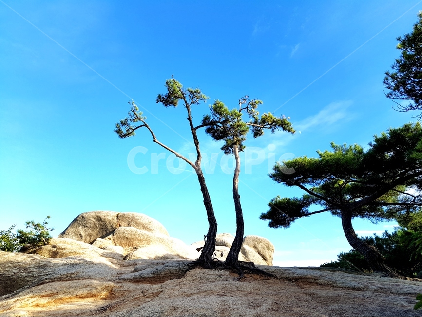 용봉산,나무,해,풍경,산,바위,식물,자연,plants,nature,나무,trees,wood
