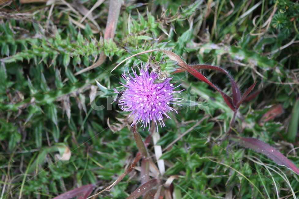 식물,flower,꽃,제주도,영실,야생화,식물,자연,plants,nature,꽃,flower