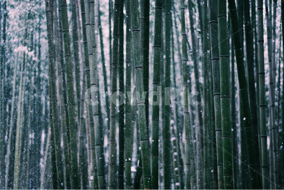 감성,대나무,눈,snow,고요함,식물,자연,plants,nature,나무,trees,wood