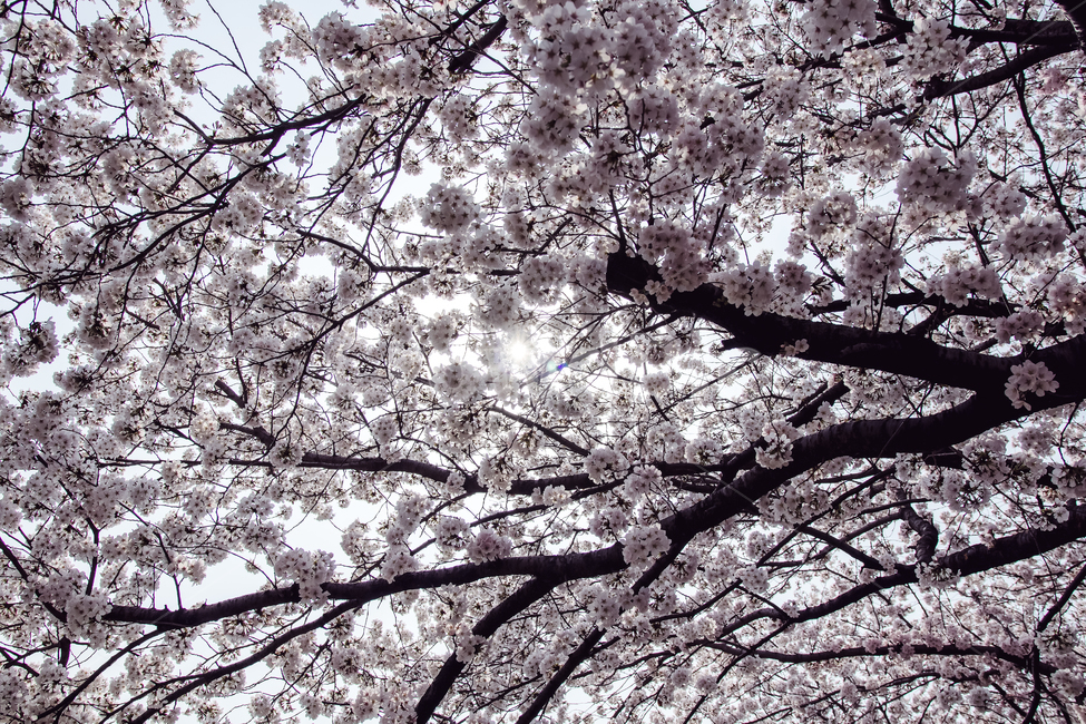 벚꽃,봄,꽃,srping,flower,cherry,sakura,봄,계절,spring,season,식물,자연,plants,nature,꽃,flower,plant,blossom