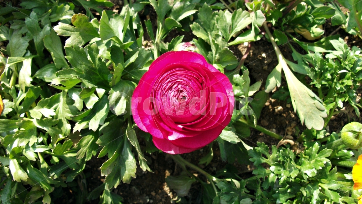 꽃,자연,식물,꽃잎,암술,수술,봄,spring,nature,bloom,petal,floral,scent,beautiful,plant,flower,식물,자연,plants,nature,꽃,flower