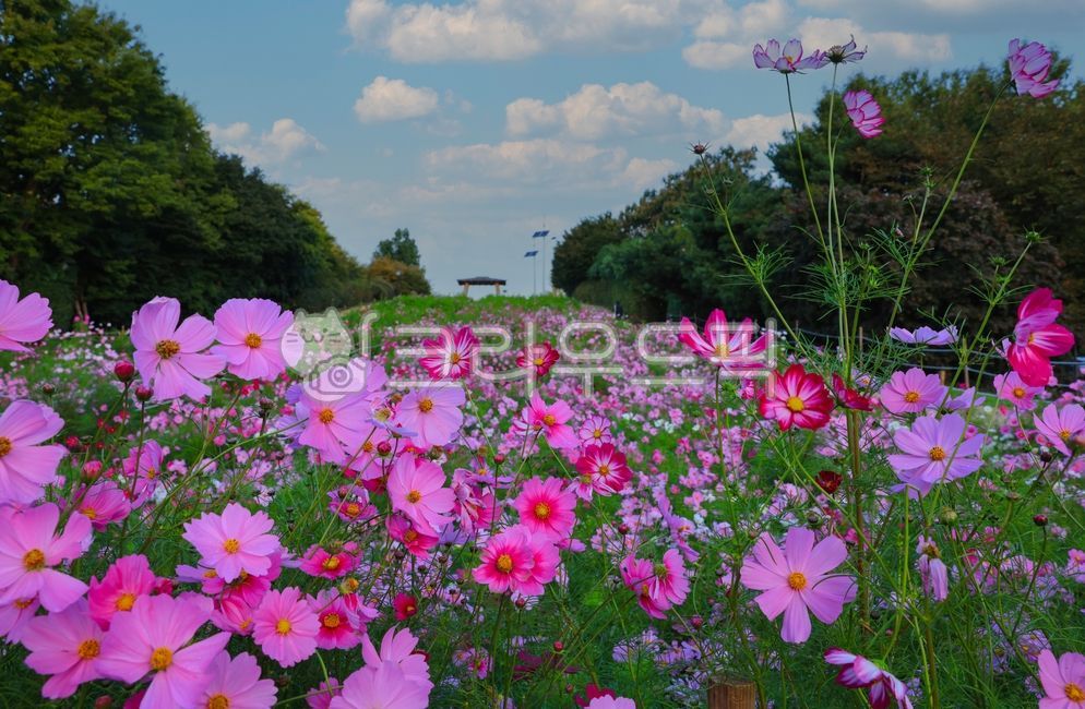 nice sky,autumn weather,autumn,Cosmos,flower,Sky of Autumn