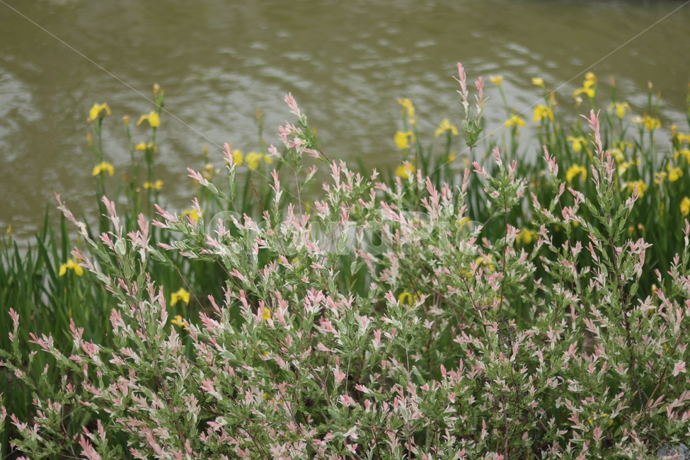 오색버드나무,자연,풍경,핑크,흰색,봄,식물,자연,plants,nature