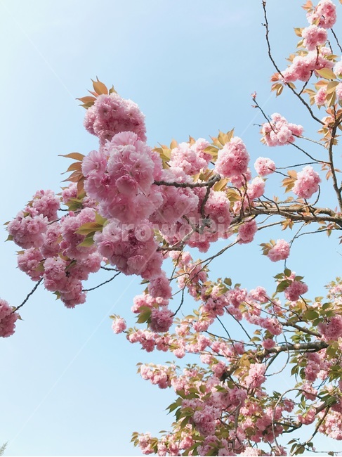 꽃,flower,봄,spring,겹벚꽃,blossom,pink