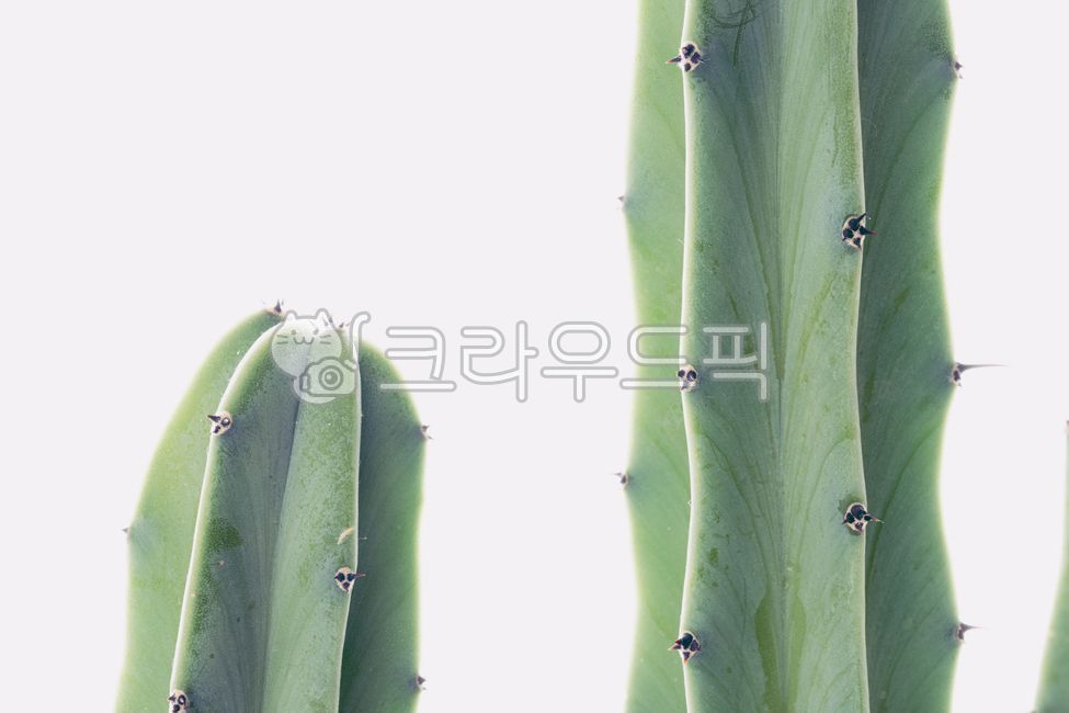 선인장,식물,선인장가시,배경,초록,자연