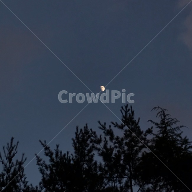 하늘,sky,자연,달,moon,옥외,outdoors,nature,나무,tree