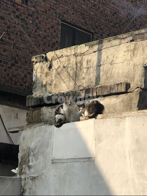 고양이,cat,길고양이,동물,animal,반려동물,애완동물,길냥이,kitten,cute,쉼,rest,휴식,여유,야옹이,야옹,길거리동물,스트릿,포유류,동물,animal,포유류,mammal,고양이,cat,kitten,kitty